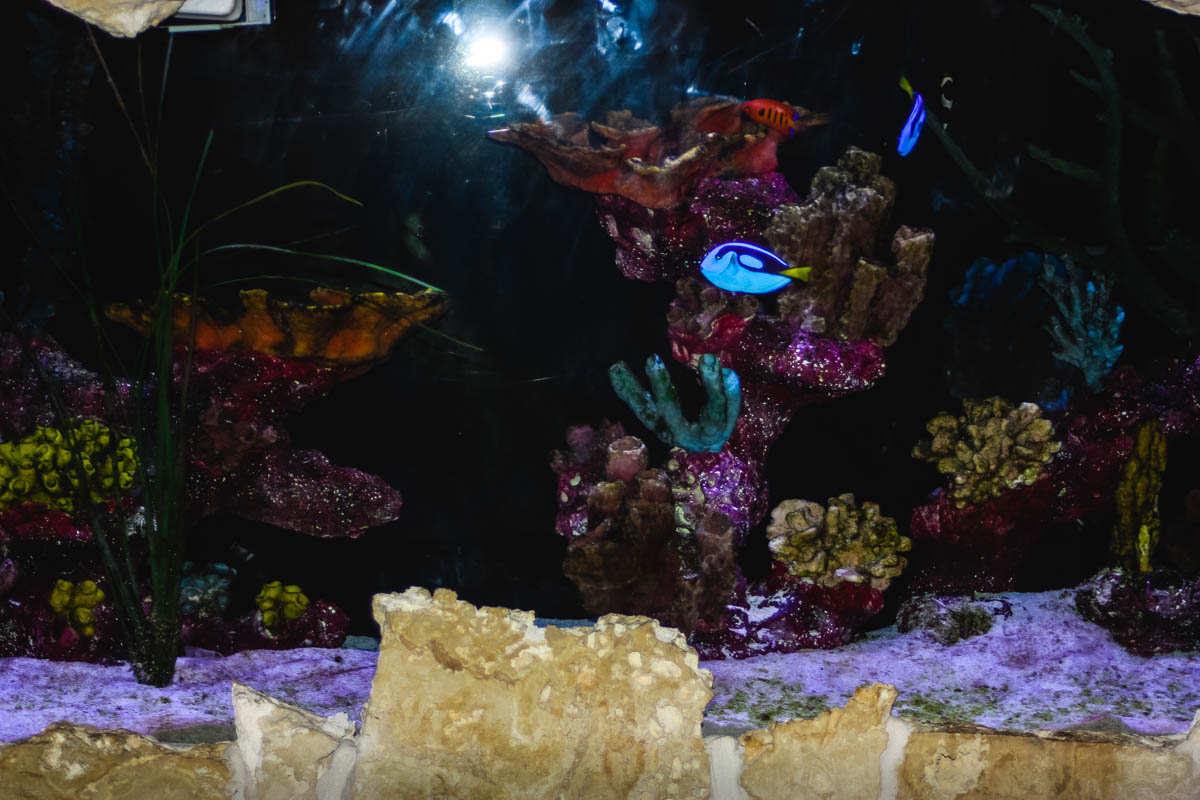 Jupiter Dive Bar fishies