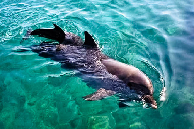 Haulover happy dolphins