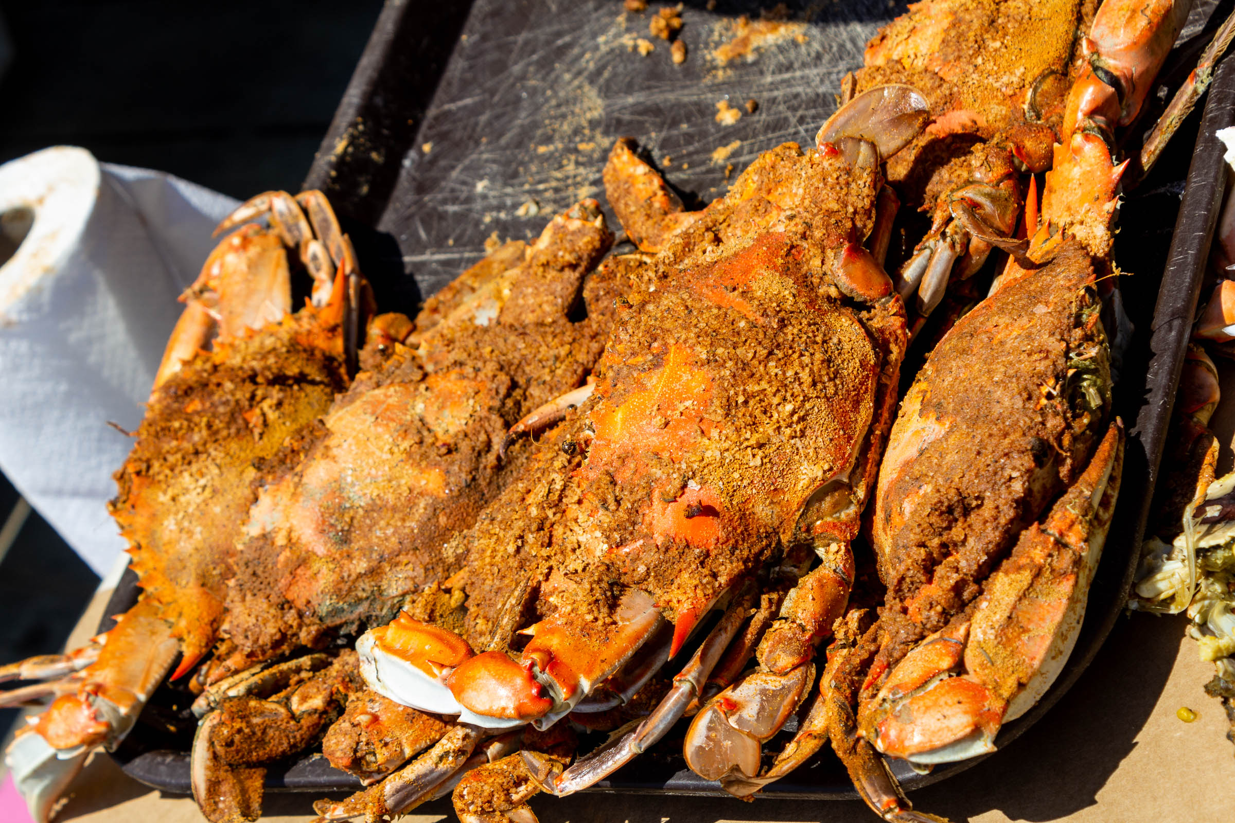 Jetty more Maryland crabs